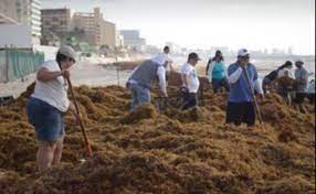 Cancún: el sargazo cubre Playa Delfines pese a la recolección incesante