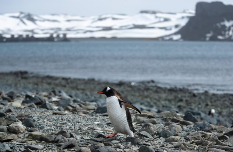 Hallan microplásticos de origen humano en océano austral de la Antártida