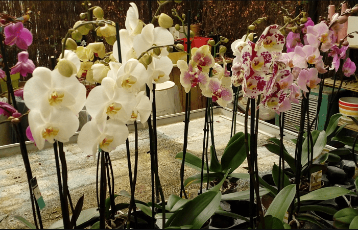 Convocan en Coatepec al Festival Internacional de la Orquídea