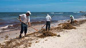 Cancún va por reducir ‘islas de calor’ creadas por nuevos fraccionamientos