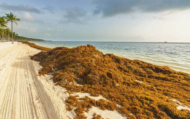 Turistas buscan en redes qué tanto sargazo tienen las playas de Cancún