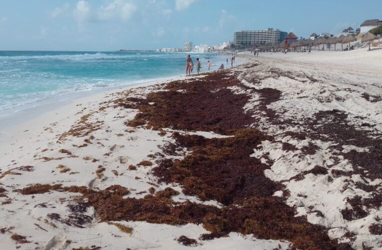 Cancún: el sargazo cubre por completo la Playa Delfines