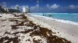 Cancún: el sargazo ya amenaza a siete playas con el primer recale