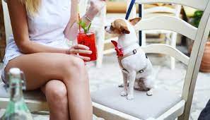 Conoce los restaurantes pet friendly de Cancún