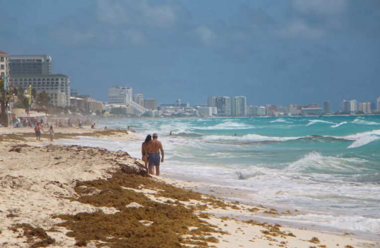 Intensificaron labores de limpieza para retirar sargazo en Playa Delfines, Cancún