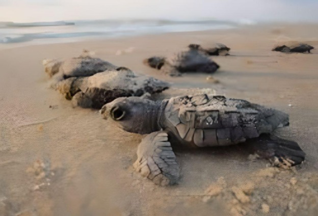 Van más de mil huevos de tortuga protegidos en Cancún