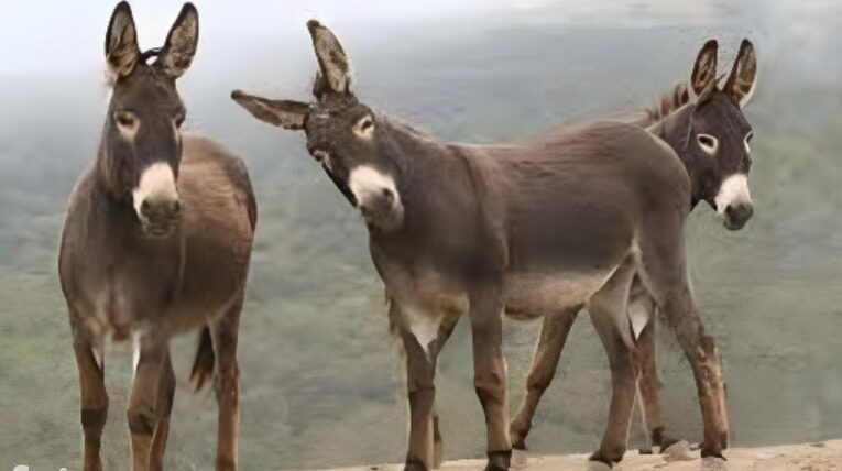 Hay máxima alerta de burros porque están en peligro de extinción