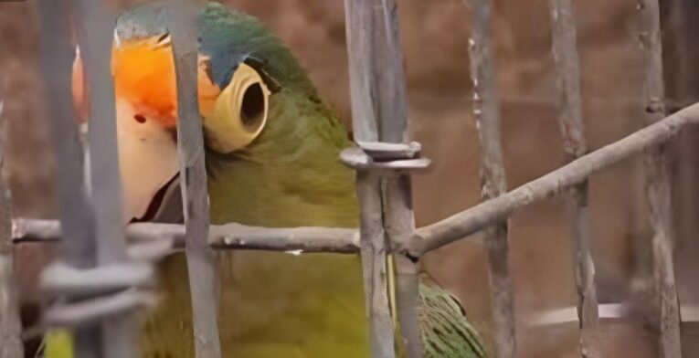 Los loros protagonizan el tráfico de aves en México; ¡hasta los tiñen de amarillo!