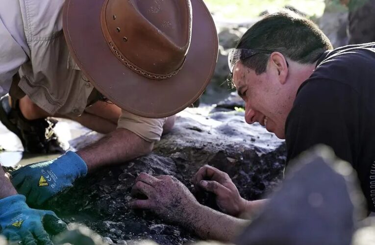 En el día de la tierra, descubren en Chile fósiles marinos de 70 millones de años