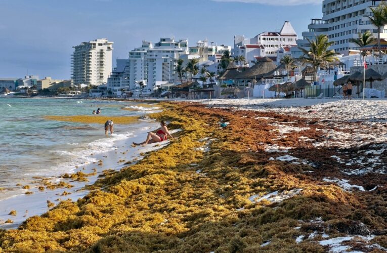 Hoteleros buscan reducir costos para combatir al sargazo y limpiar las playas con acuerdo solidario