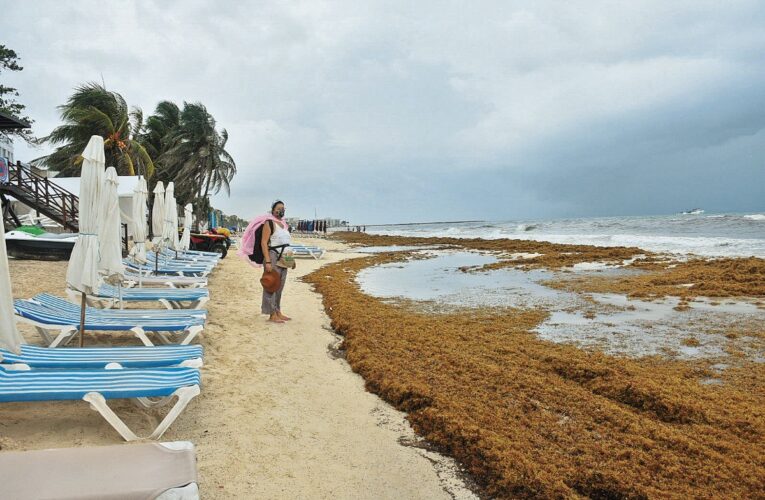 Dos empresas de Quintana Roo industrializarán el sargazo