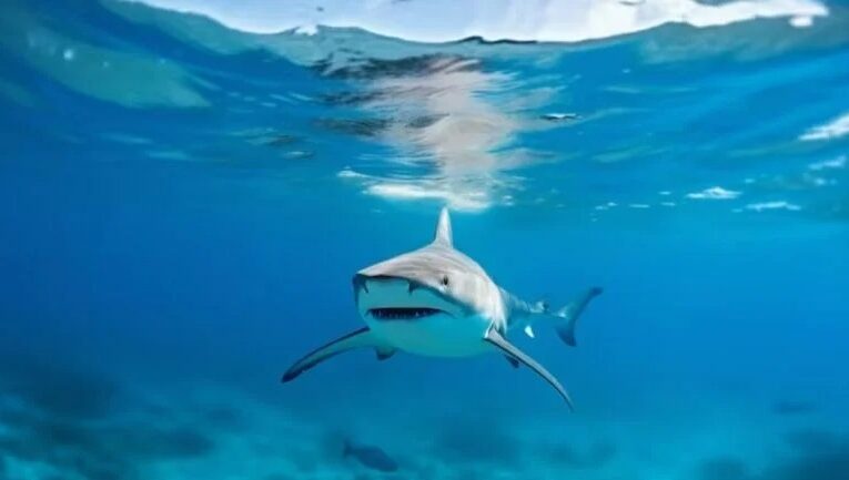 Dan positivo a cocaína 13 tiburones frente a la costa de Brasil