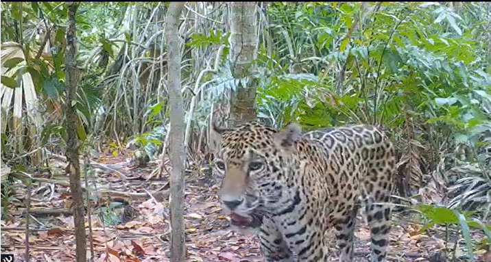 Detectan a dos jaguares en la Reserva Ecológica de Dzilam de Bravo, Yucatán