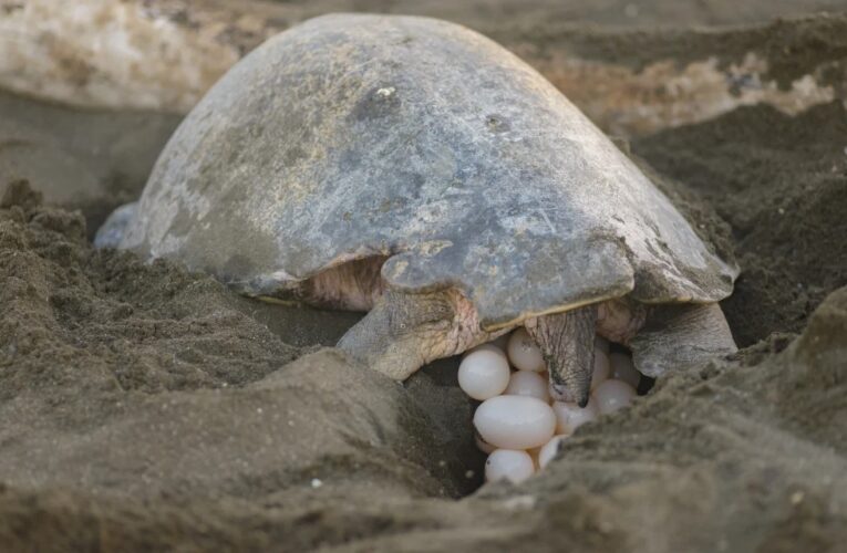 Los nidos de tortuga marina en Grecia alcanzan cifras récord