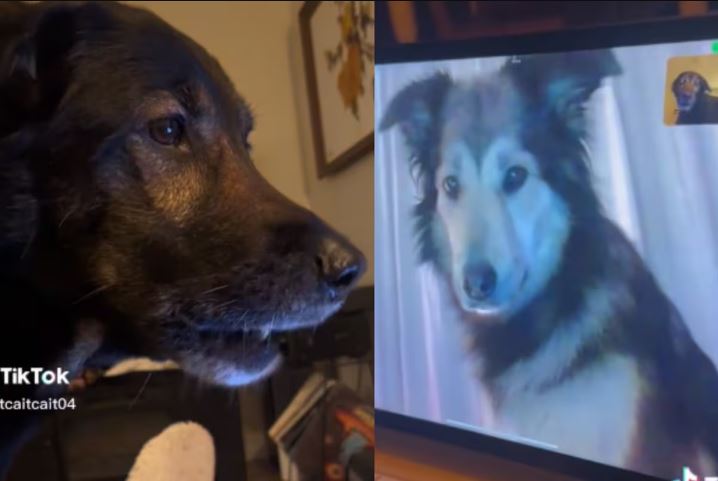 Dos perros se reencontraron en videollamada y su reacción se hace viral