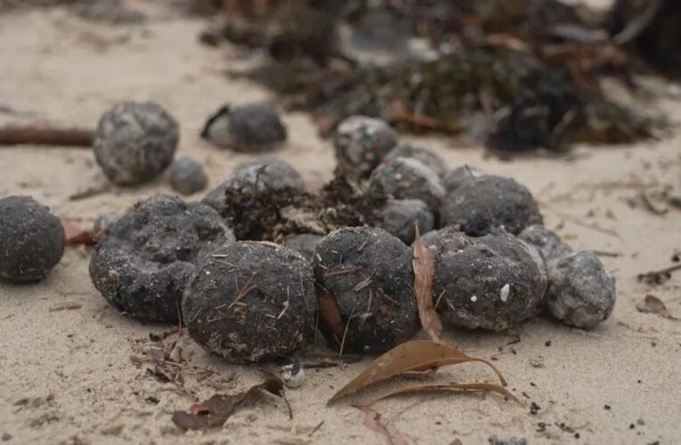 Cierran playas de Sídney ante la presencia de extrañas bolas negras