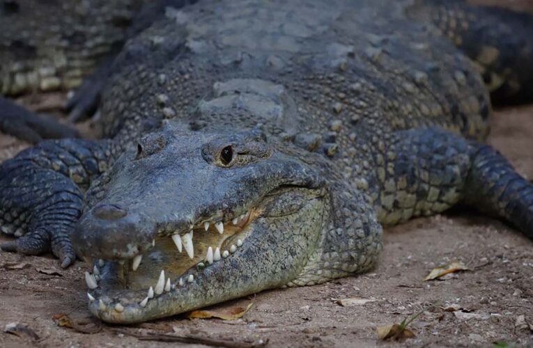 Cocodrilo atrapa y mata a un hombre en Villahermosa