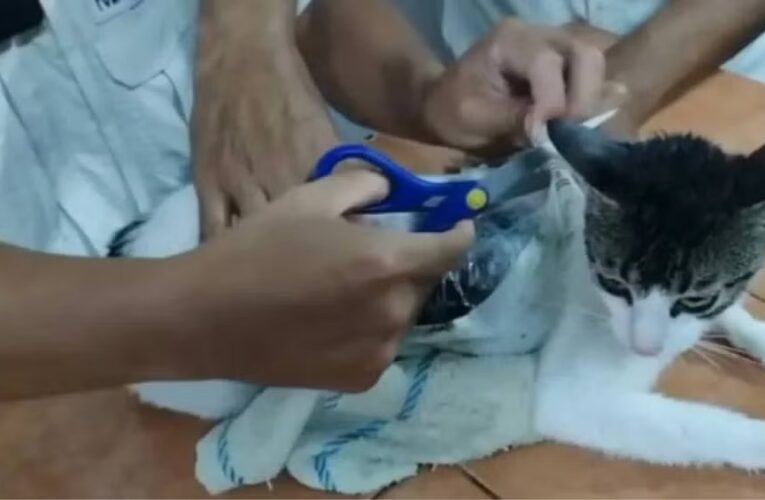 Gato con paquetes de droga es detenido en cárcel de Costa Rica