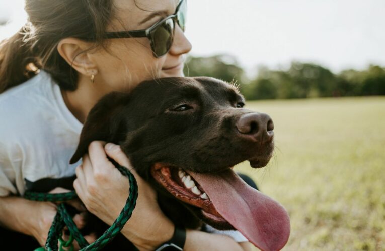 Aprueban custodia compartida de mascotas en caso de divorcio 