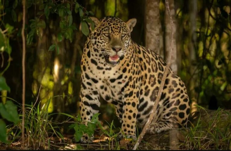 El jaguar tamaulipeco: el sigiloso guardián que ronda las sierras del estado