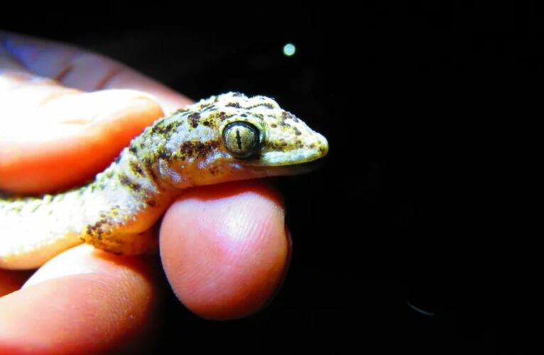 Descubren reptil endémico en Reserva Tehuacán-Cuicatlán