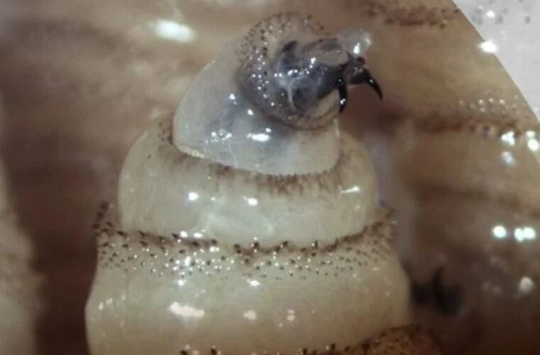 Confirman primer caso de gusano barrenador en humano de Mérida; van ocho en todo Yucatán