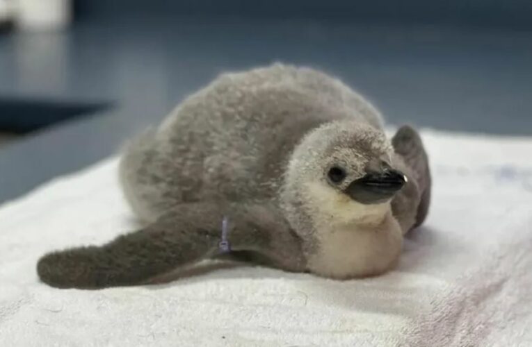 ¡León hace historia! Nace el primer pingüino barbijo bajo cuidado humano profesional en Latinoamérica