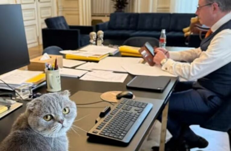 El nuevo fenómeno viral de Bélgica tiene cuatro patas y vive con el primer ministro