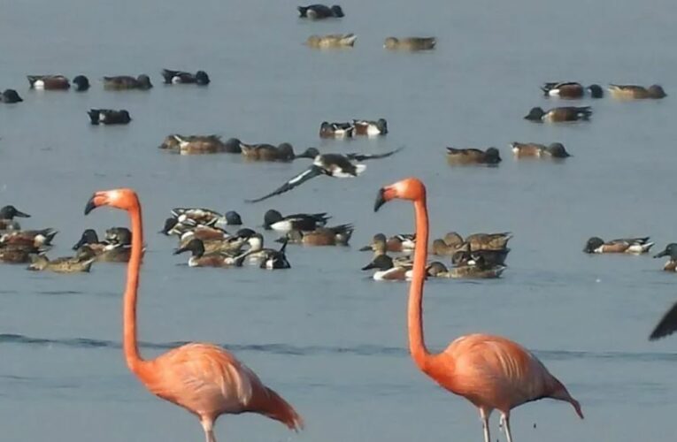Dos flamencos habitan el Lago de Texcoco desde hace 15 años; un tercero llegó en 2024