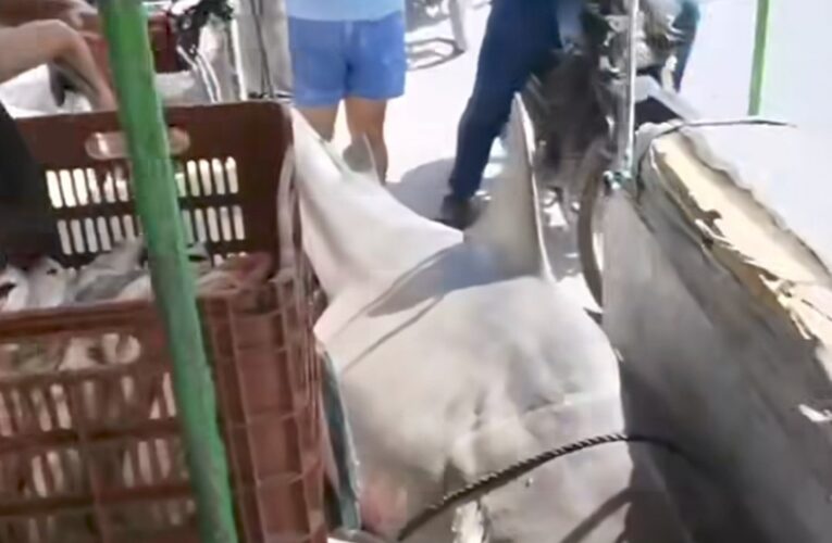 Capturan tiburón en plena ría de Celestún