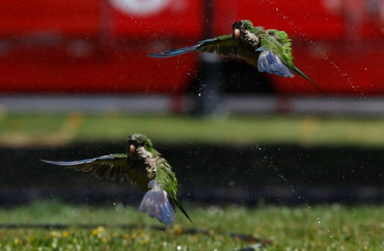 México recibe de EE.UU. 11 loros de frente blanca