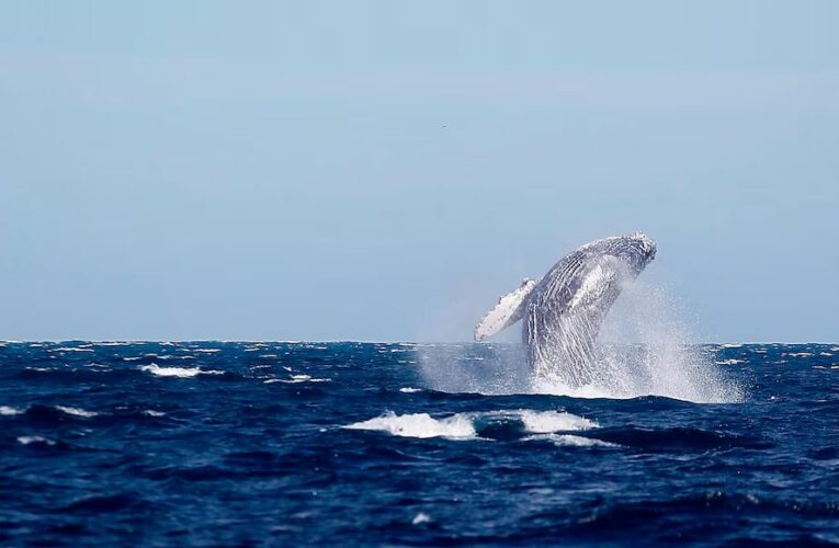 Profepa realiza operativo sobre observación responsable de ballenas en Nayarit