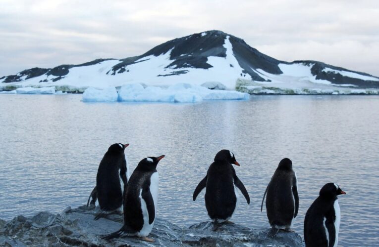 Costa de la Antártida perdió más 12 mil 800 kilómetros cuadrados de hielo en 30 años
