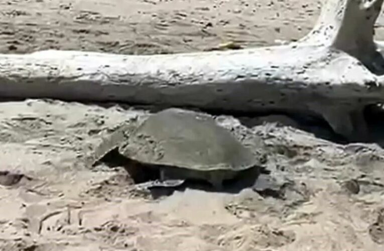Arriban tortugas a playas de Tamaulipas en medio de derrame