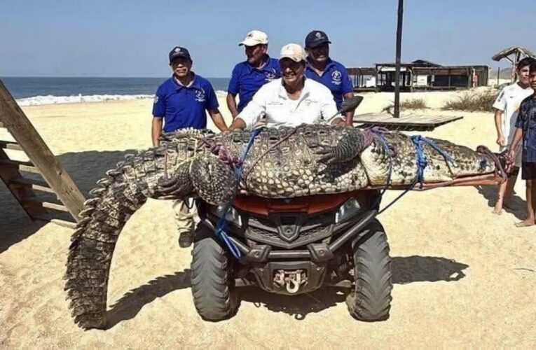 Capturan y reubican a cocodrilo de tres metros en Playa Bacocho, Oaxaca