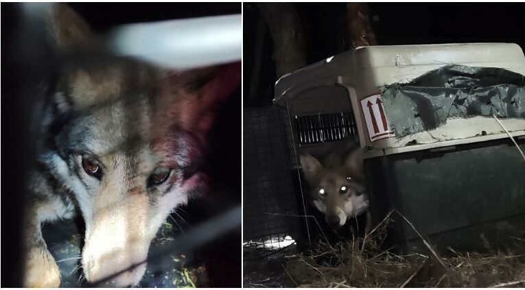 Liberaron loba mexicana en Chihuahua; vuelve plan de reintroducción