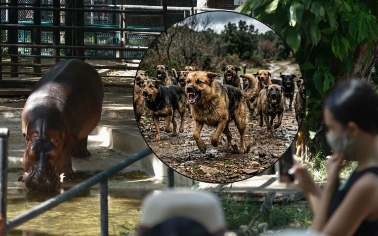 Jauría irrumpe en zoológico de Mérida y mata a seis animales