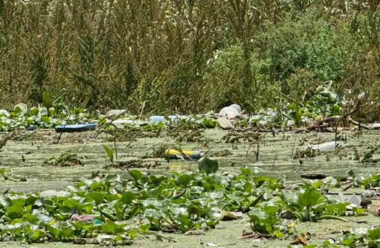 Conagua alista embarcación para retirar lirio en la presa Endhó, en Hidalgo; buscan frenar al mosquito Culex