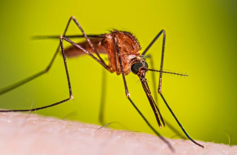 Detectan caso importado de malaria en Jalisco durante el Mundial 2026