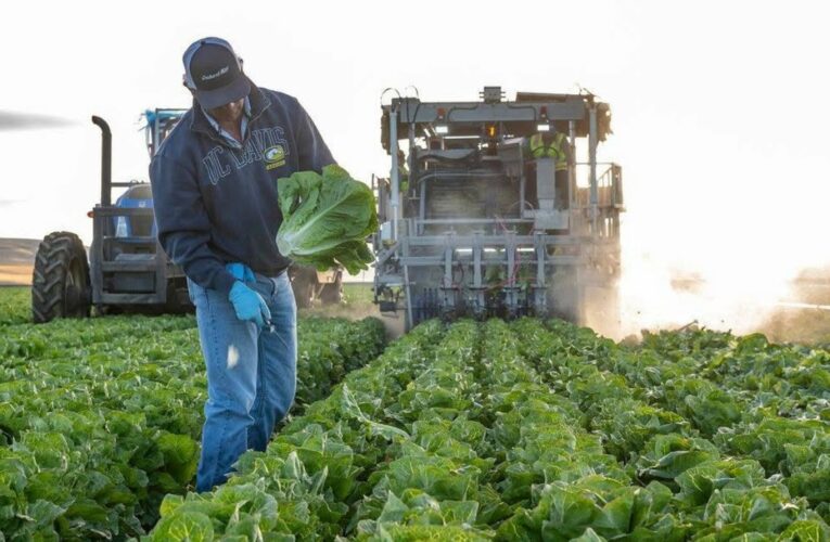 Taco Bell retira lechuga de México por brote de ciclosporiasis en EE.UU.