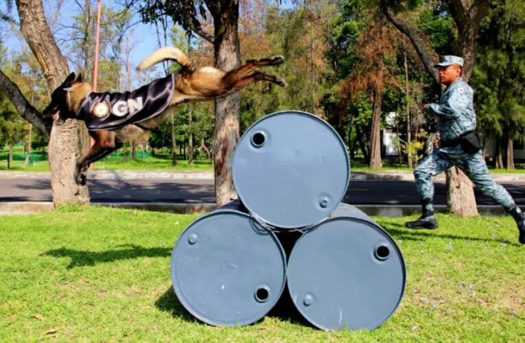 Guardia Nacional mantiene cinco binomios caninos en Guanajuato para la búsqueda permanente de personas