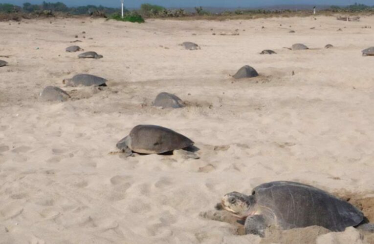 Vigila Profepa arribo de 21 mil tortugas golfinas en Oaxaca