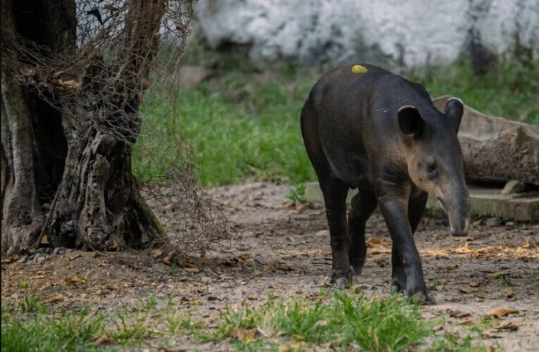 Santuario del Tapir en Kinchil, Yucatán, podría concretarse a finales de año