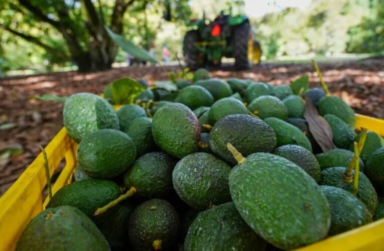 Reabre Estados Unidos la puerta a aguacate michoacano de forma “gradual”