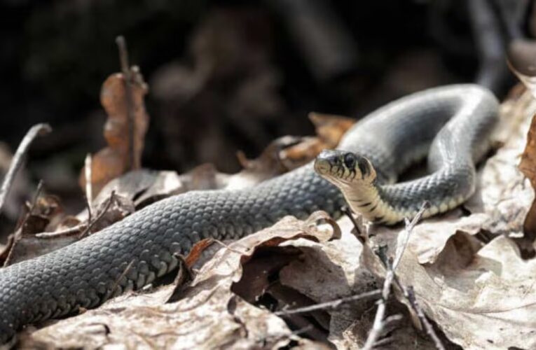 Fallecen tres estudiantes tras ataque de una serpiente en internado de India