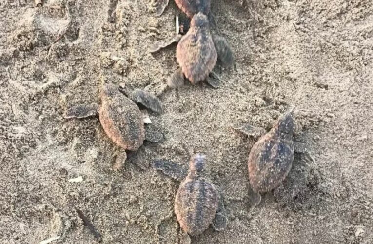 Registran por primera vez nacimiento de tortuga caguama en Catemaco; liberan 88 crías
