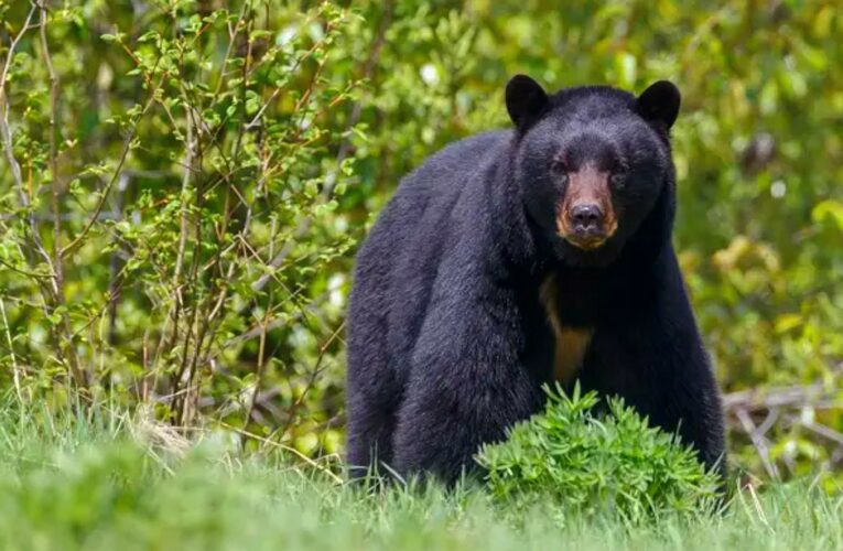 Oso negro entra a vivienda y hiere a hombre en Nuevo León