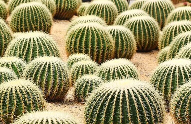 Multa de más de 300 mil pesos por usar este ingrediente en el chile en nogada