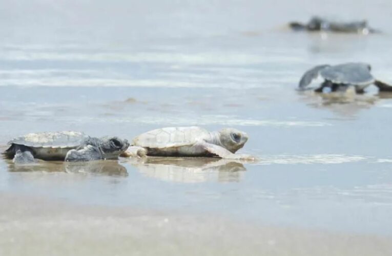 Nace tortuga verde con aspecto inusual y sorprende a especialistas en Tamaulipas