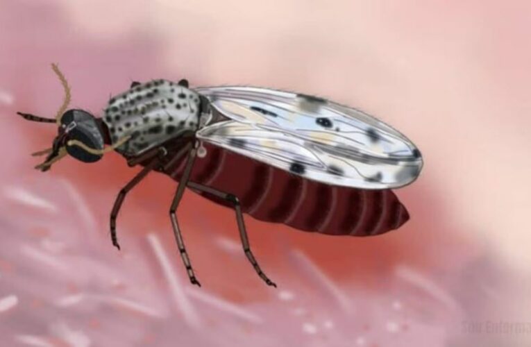 Muere en Francia un hombre infectado con el virus shamonda